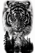Tiger Temporal Tattoo